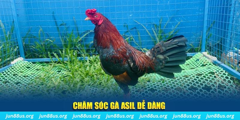 Chăm sóc gà Asil dễ dàng 