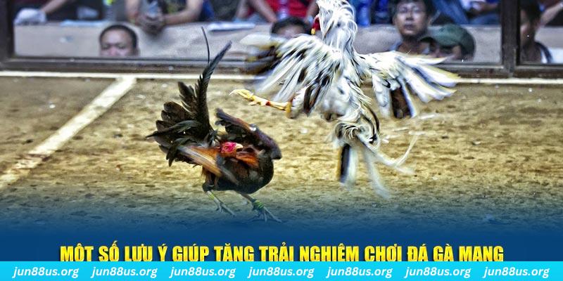 Một số lưu ý giúp tăng trải nghiệm chơi Đá gà mạng