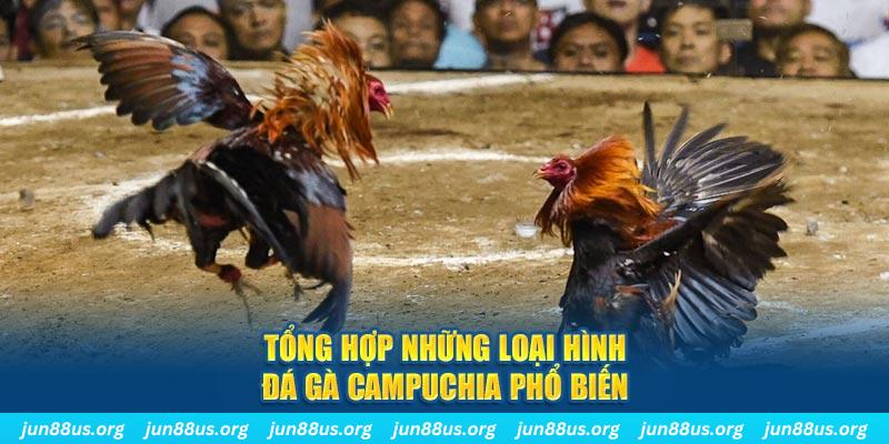 Đá Gà Campuchia - Trải Nghiệm Phút Giây Nghẹt Thở Tại Jun88 8 Tổng hợp những loại hình đá gà Campuchia phổ biến