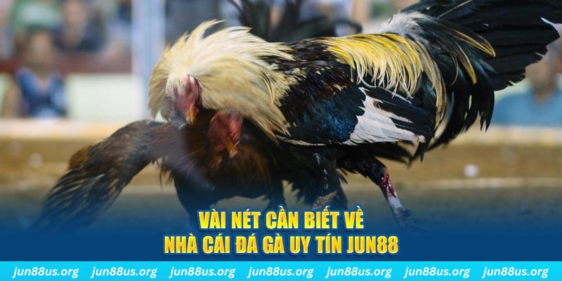 Vài nét cần biết về nhà cái đá gà uy tín Jun88