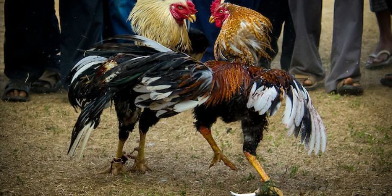 Giao diện app đá gà trực tiếp trực quan