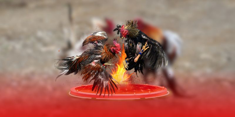 Phân loại chi tiết các thuật ngữ trong đá gà nhóm kỹ năng