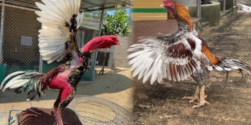 Nhận biết dòng gà đạt tiêu chuẩn thi đấu C1