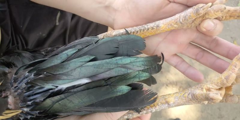 Bí kíp kết hợp vảy quý với dáng đứng và ánh mắt chiến kê