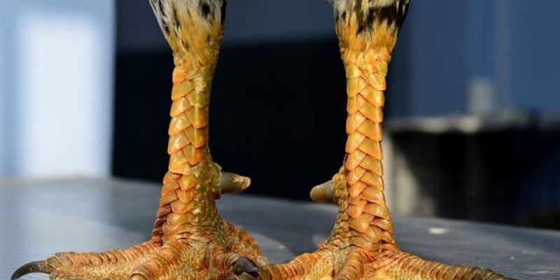 Tìm hiểu về cấu tạo và phân loại cơ bản của vảy gà