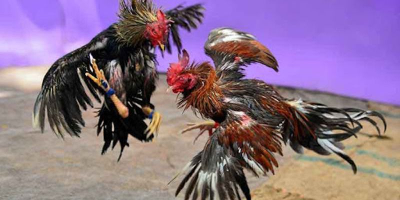 Chiến kê mắt đỏ lửa thường thắng lớn trong đá gà trực tiếp 67