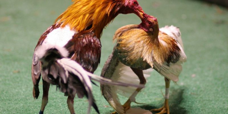 Hướng dẫn đọc bảng tỷ lệ và nhận diện kèo nghiêng lợi thế