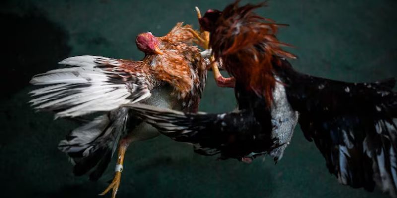 Đá gà trực tiếp C2 tại trường Thomo luôn đông nhất khán giả