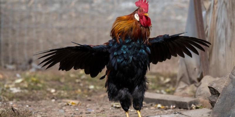 Kinh nghiệm nuôi gà Mỹ giai đoạn khởi động và làm quen nhịp luyện tập