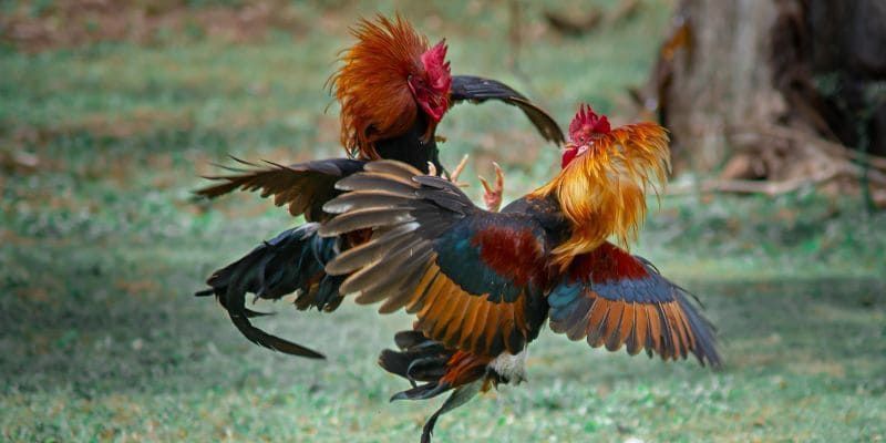 Kinh Nghiệm Nuôi Gà Mỹ – Tạo Chiến Kê Siêu Lực Cùng Jun88