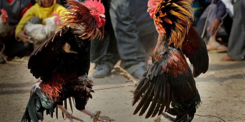 Chiến thuật quan sát chiến kê trước khi đặt cược