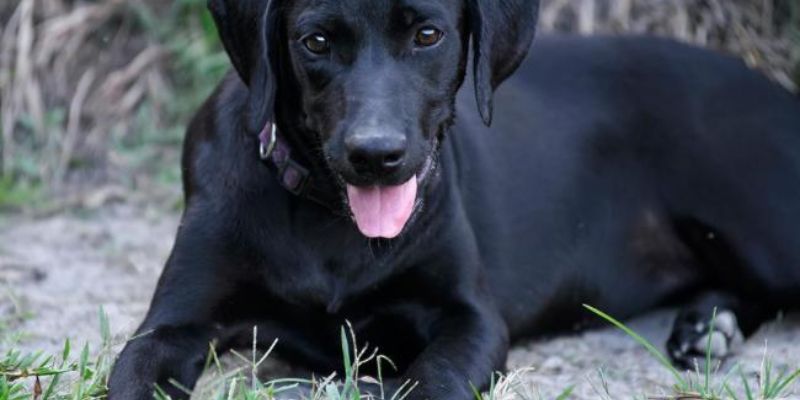 Mơ Thấy Chó Cắn Đêm Qua? Jun88 “Bật Mí” Con Đề Chốt Là Trúng 5 Chiêm bao chó đen cắn chảy máu đầm đìa