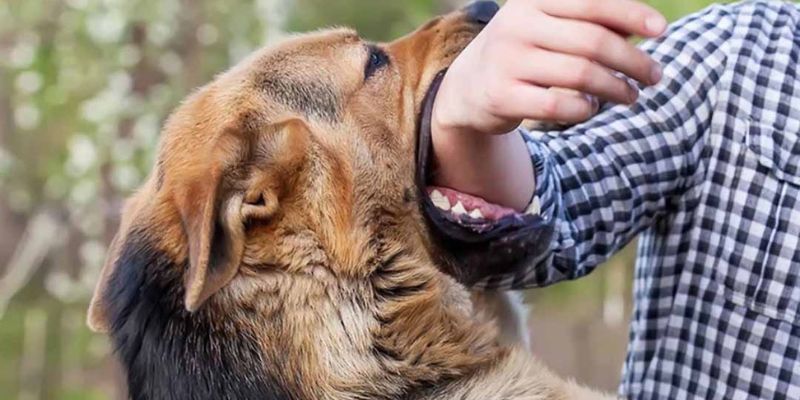 Mơ Thấy Chó Cắn Đêm Qua? Jun88 “Bật Mí” Con Đề Chốt Là Trúng