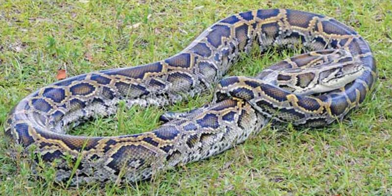 Giải mã trăn biểu tượng cho sự cảnh giác trong tình yêu