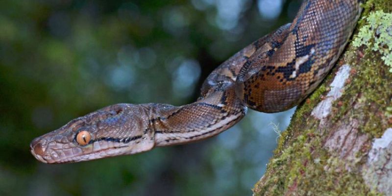 Chiêm bao thấy trăn dự báo cơ hội tài chính mới