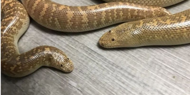 Trăn trong mơ báo hiệu sự chuyển hóa mạnh mẽ