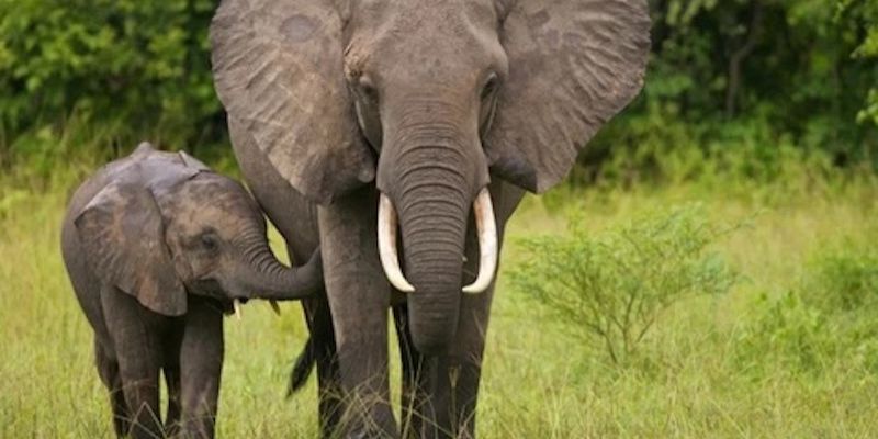 Giấc mơ thấy voi mang nhiều tầng ý nghĩa may mắn.