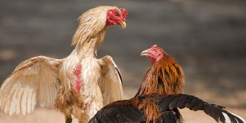 Quy trình nạp rút siêu tốc khi chơi đá gà online chỉ trong 3 phút