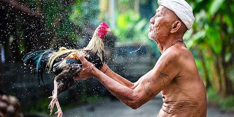 Top 5 Gà Đá Cựa Sắt Hiếm Gặp – Chiến Kê Tạo Nên Thế Cược 5 Đặc điểm top 5 gà đá cựa sắt hiếm gặp về tốc độ ra đòn