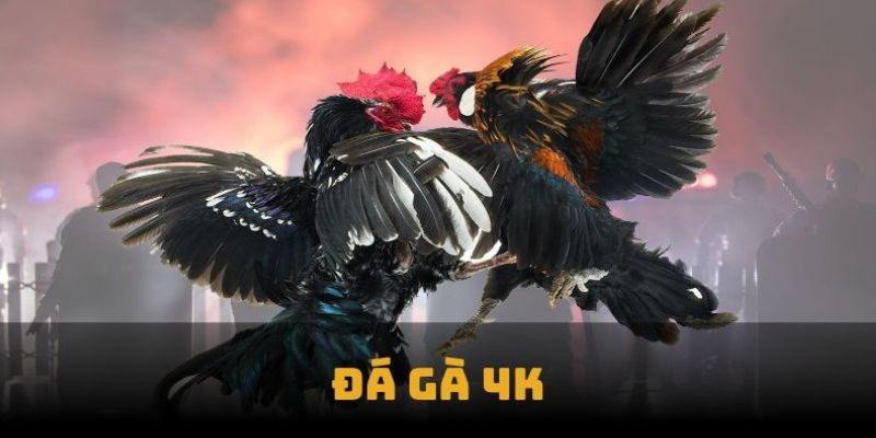 Trải nghiệm cá cược trực tiếp minh bạch trên trang đá gà uy tín Jun88