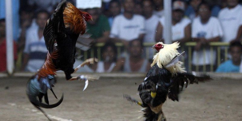 Trường đá gà 88 trực tiếp Thomo full HD