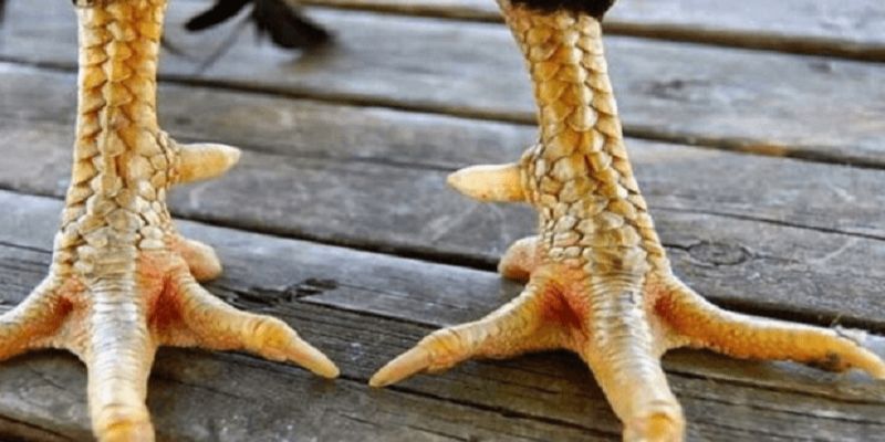 Đặc điểm nhận biết vảy gà nổi hoa đăng