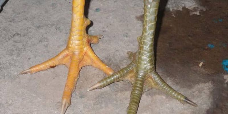 Phân loại hoa đăng toàn chân